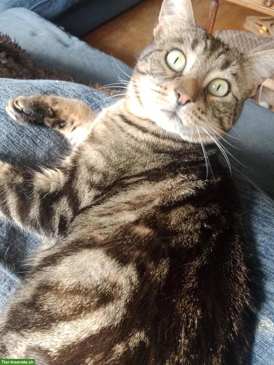 Bild 3: Herzkranke Katze sucht liebes Zuhause