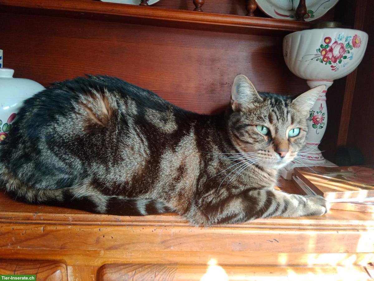 Bild 4: Herzkranke Katze sucht liebes Zuhause