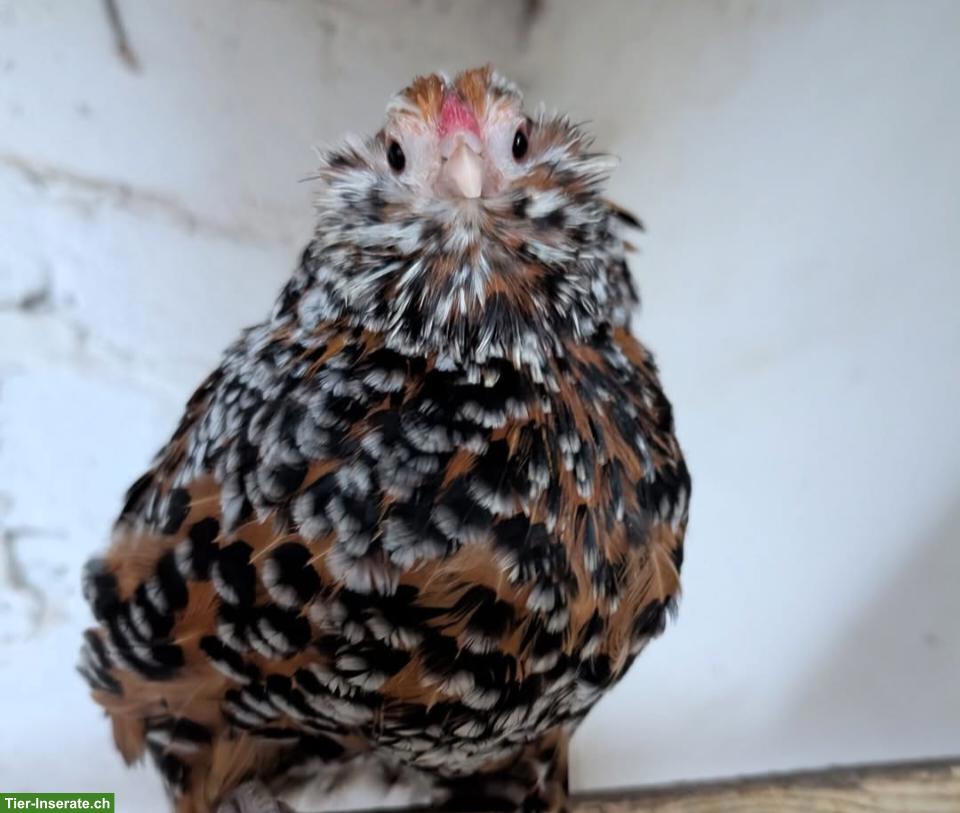 Suche Bruteier Antwerpener Bartzwerge