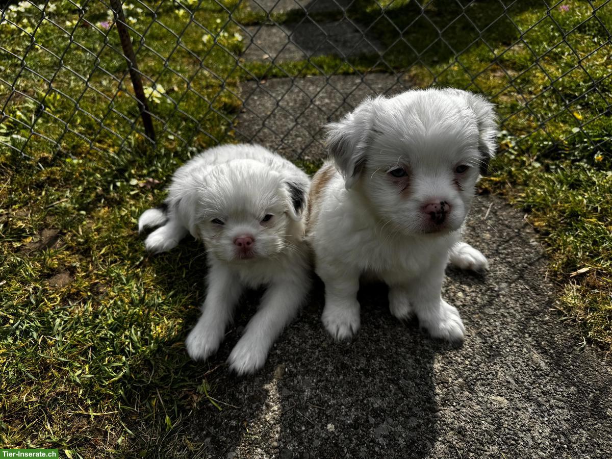 Shih Tzu Mischlingswelpen suchen ihr Für-immer-Zuhause