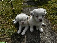 Shih Tzu Mischlingswelpen suchen ihr Für-immer-Zuhause