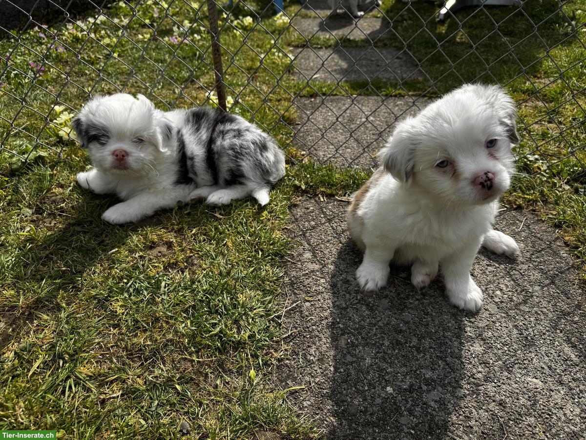 Bild 2: Shih Tzu Mischlingswelpen suchen ihr Für-immer-Zuhause