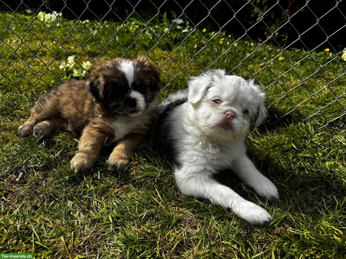 Bild 3: Shih Tzu Mischlingswelpen suchen ihr Für-immer-Zuhause
