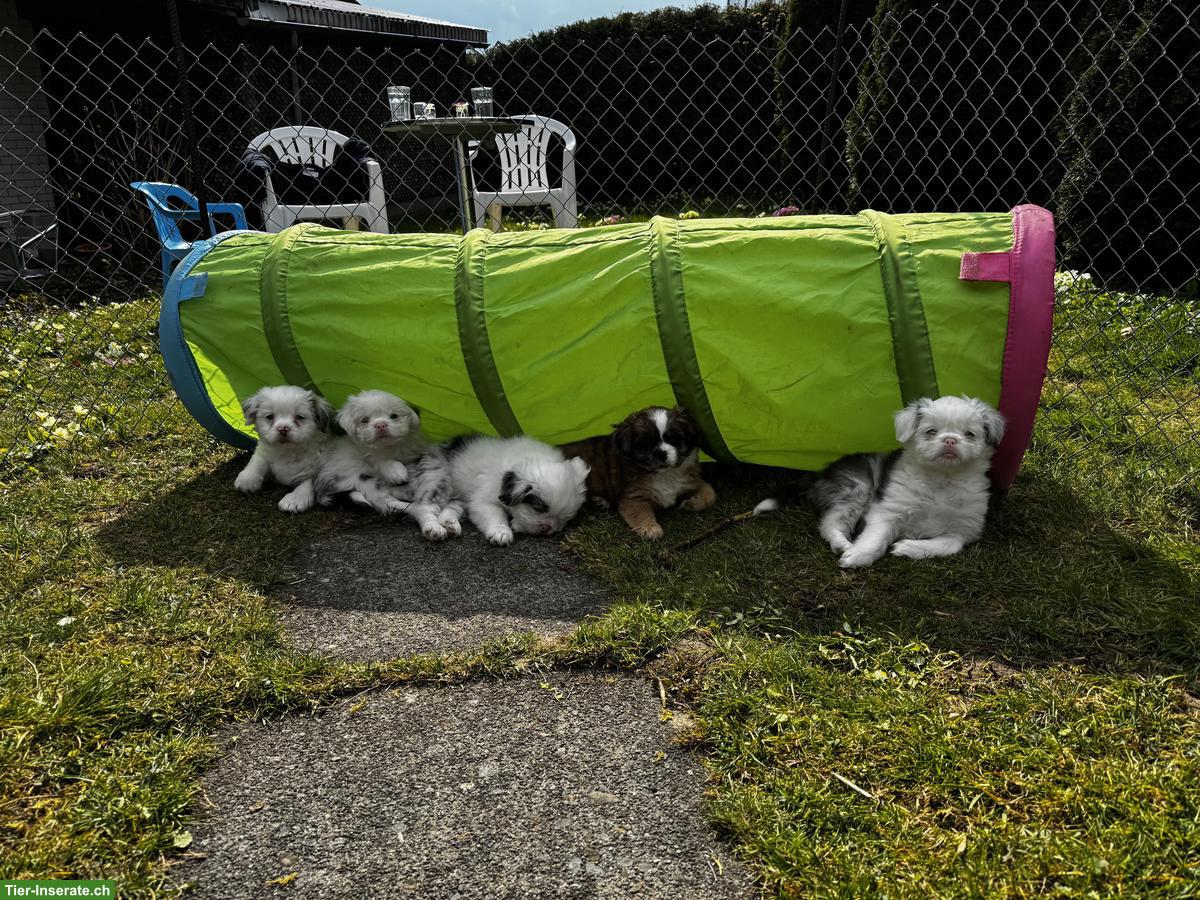 Bild 4: Shih Tzu Mischlingswelpen suchen ihr Für-immer-Zuhause