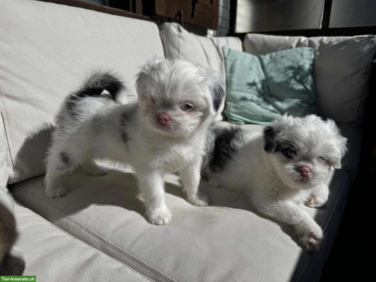 Bild 5: Shih Tzu Mischlingswelpen suchen ihr Für-immer-Zuhause