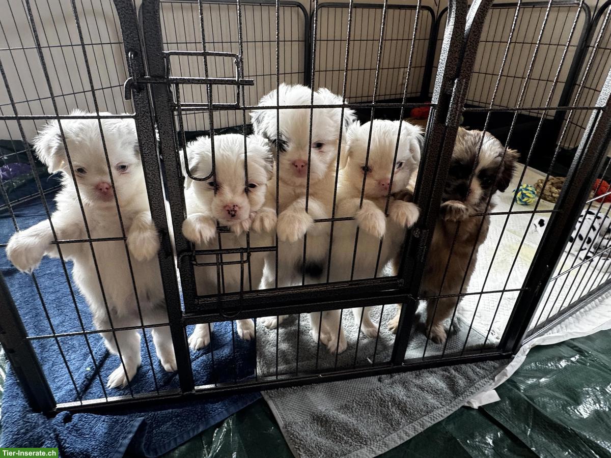 Bild 6: Shih Tzu Mischlingswelpen suchen ihr Für-immer-Zuhause