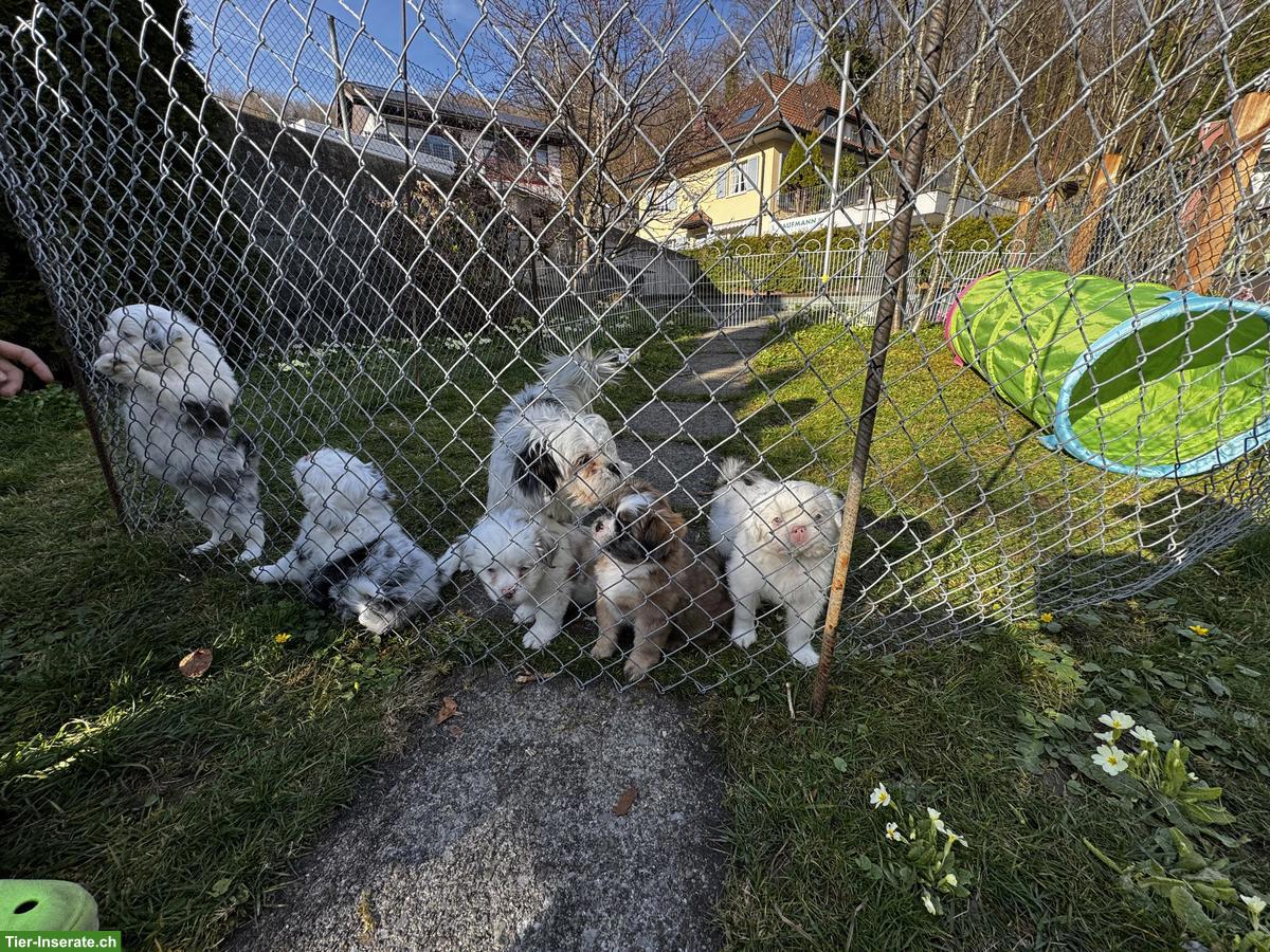 Bild 7: Shih Tzu Mischlingswelpen suchen ihr Für-immer-Zuhause