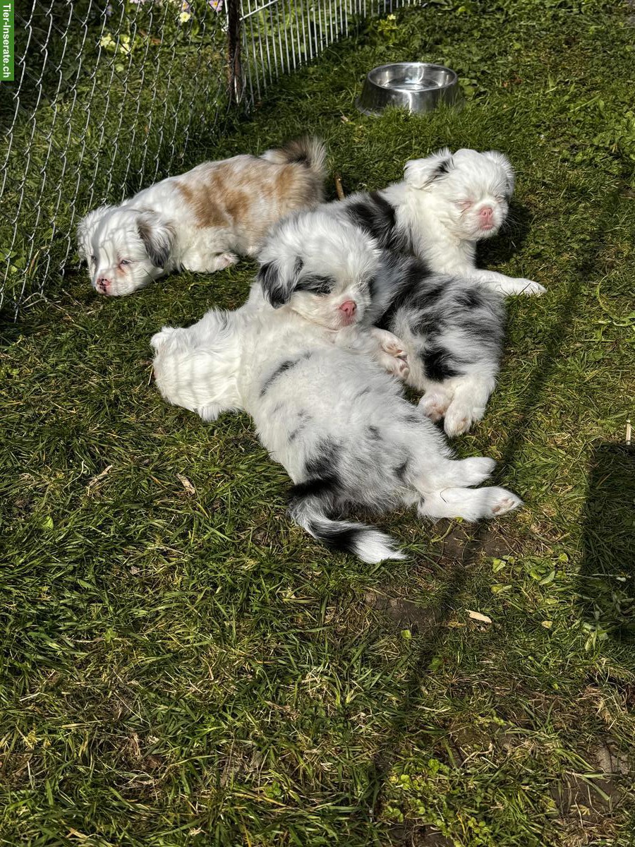 Bild 8: Shih Tzu Mischlingswelpen suchen ihr Für-immer-Zuhause