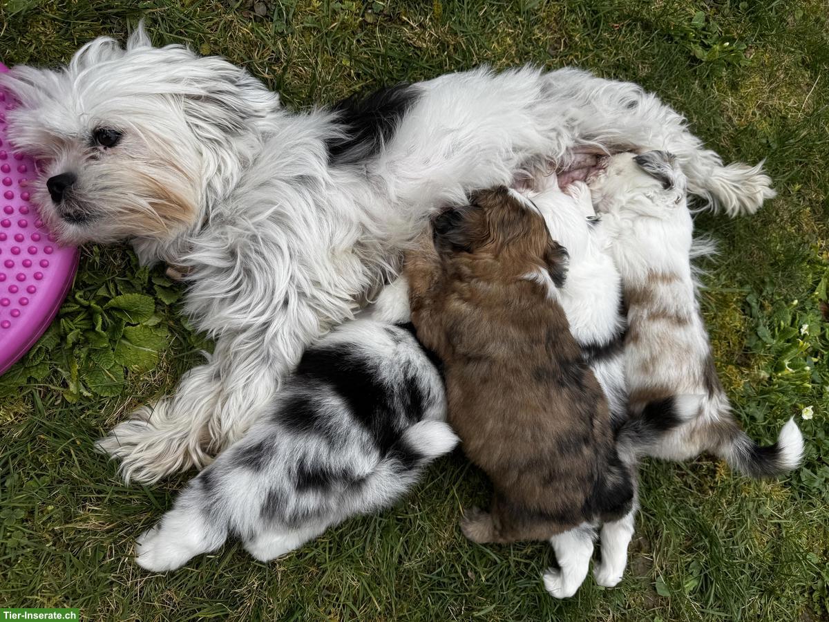Bild 9: Shih Tzu Mischlingswelpen suchen ihr Für-immer-Zuhause