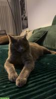 BKH Kater grau sucht ein Zuhause