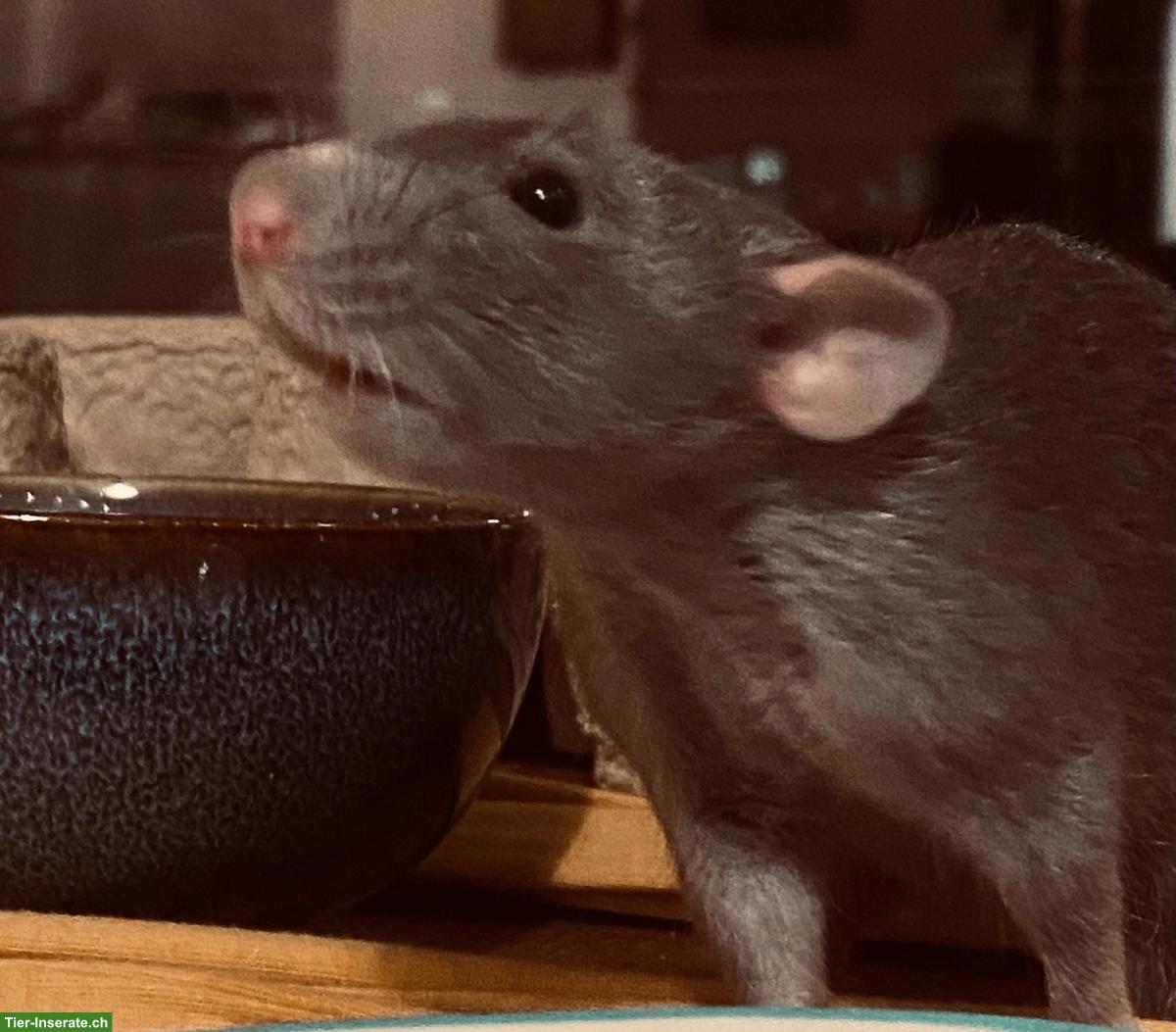 🐀 Ratten Seniorin GESUCHT für unsere Rattendame