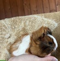 3 Meerschweinchen zu verkaufen