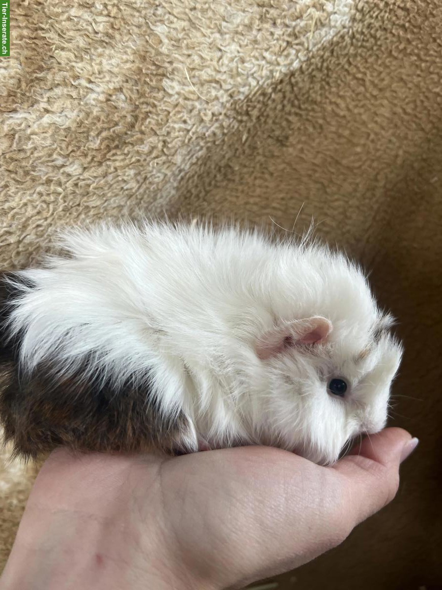 Bild 3: 3 Meerschweinchen zu verkaufen