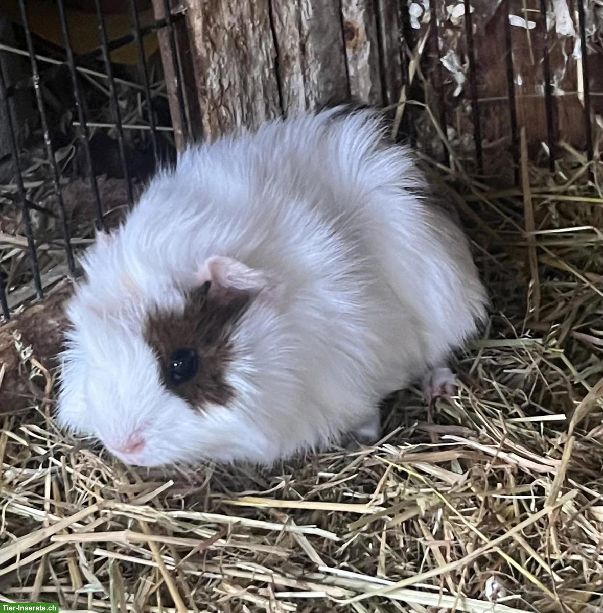 Bild 4: 3 Meerschweinchen zu verkaufen