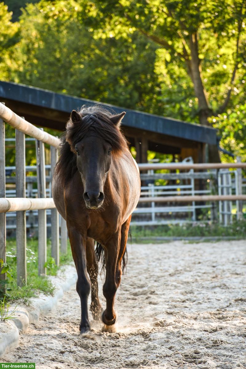 Islandpferd Wallach, sensibel, fein geritten