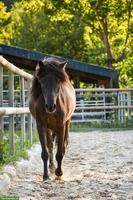 Islandpferd Wallach, sensibel, fein geritten