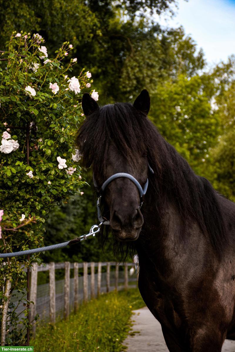 Bild 2: Islandpferd Wallach, sensibel, fein geritten
