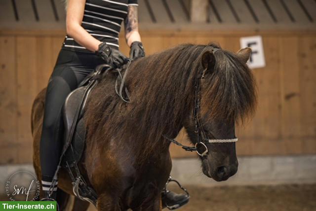 Bild 3: Islandpferd Wallach, sensibel, fein geritten