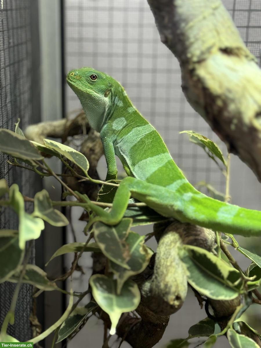 Fidschileguane Paar (Brachylophus bulabula)