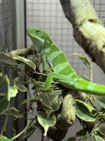 Fidschileguane Paar (Brachylophus bulabula)