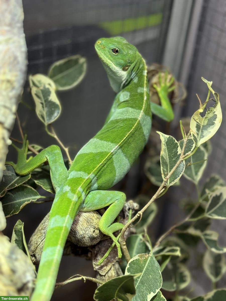 Bild 2: Fidschileguane Paar (Brachylophus bulabula)