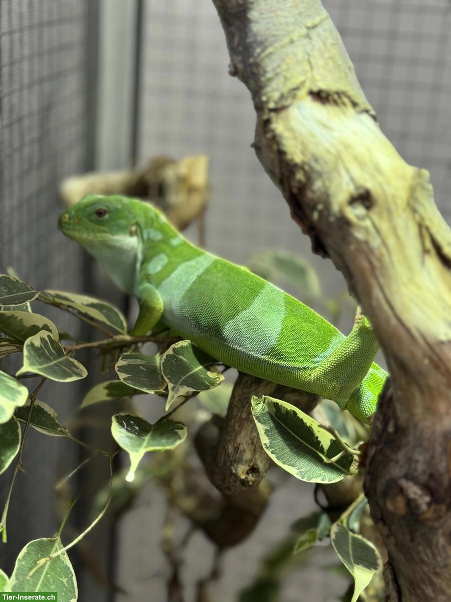 Bild 3: Fidschileguane Paar (Brachylophus bulabula)