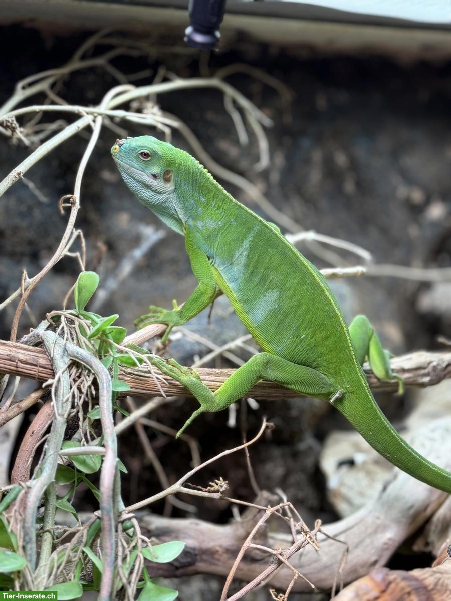 Bild 4: Fidschileguane Paar (Brachylophus bulabula)