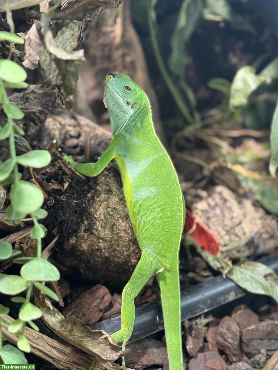 Bild 5: Fidschileguane Paar (Brachylophus bulabula)