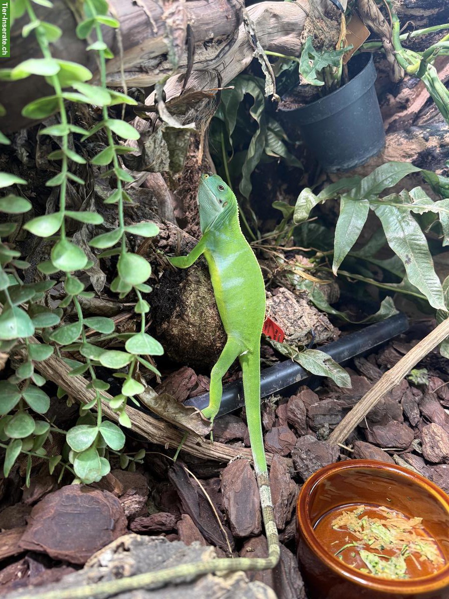 Bild 6: Fidschileguane Paar (Brachylophus bulabula)