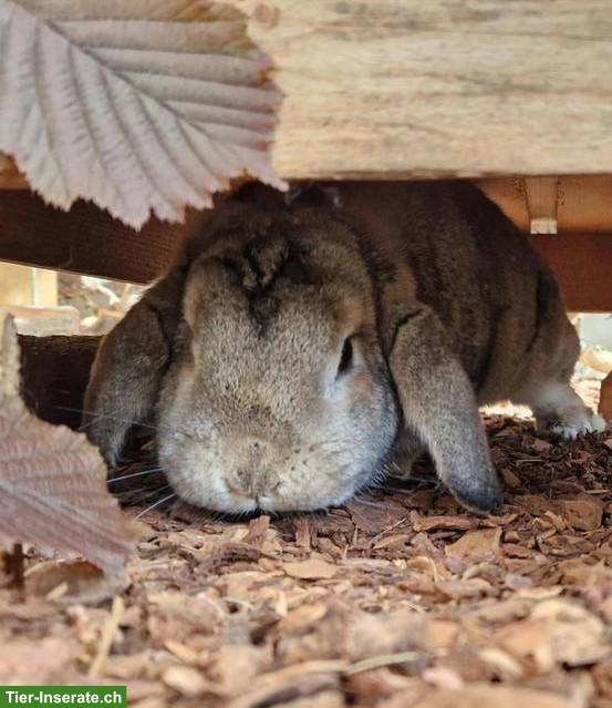 Bild 2: Suche Zwergwidder Weibchen, 4-6 Jahre alt