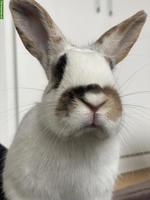 3 junge Zwergkaninchen-Brüder suchen neues Zuhause