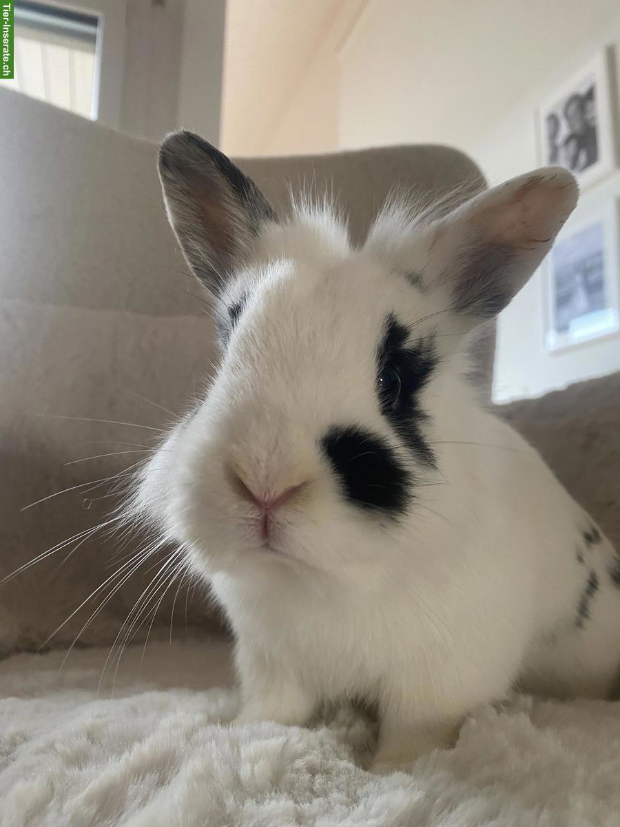 Bild 2: 3 junge Zwergkaninchen-Brüder suchen neues Zuhause