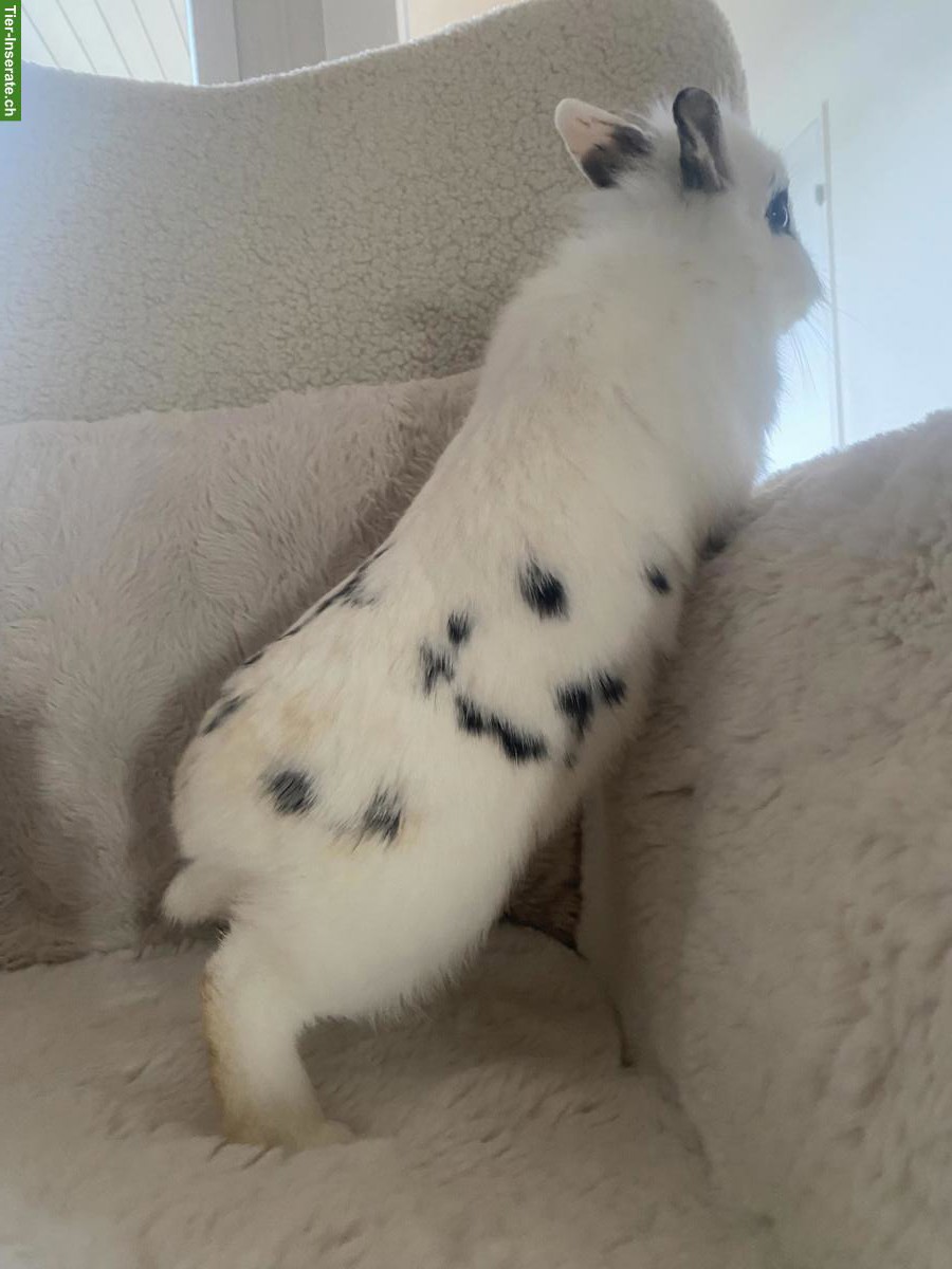 Bild 3: 3 junge Zwergkaninchen-Brüder suchen neues Zuhause