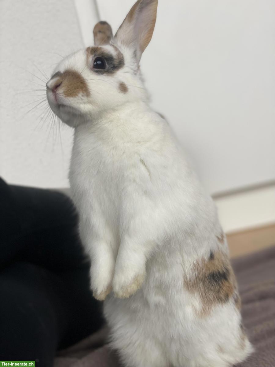 Bild 4: 3 junge Zwergkaninchen-Brüder suchen neues Zuhause