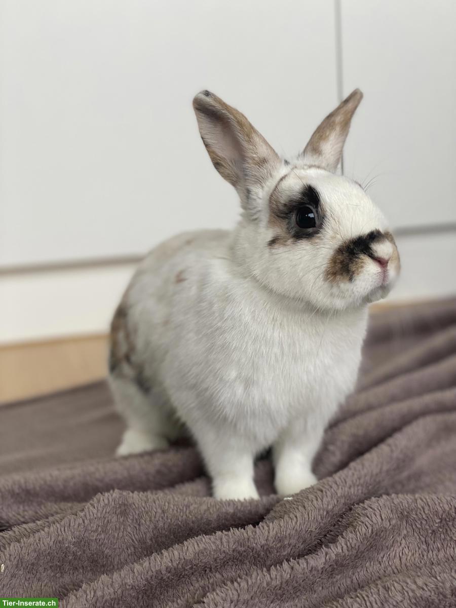 Bild 5: 3 junge Zwergkaninchen-Brüder suchen neues Zuhause