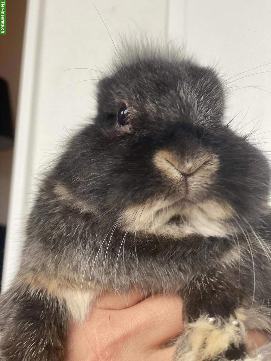 Bild 6: 3 junge Zwergkaninchen-Brüder suchen neues Zuhause