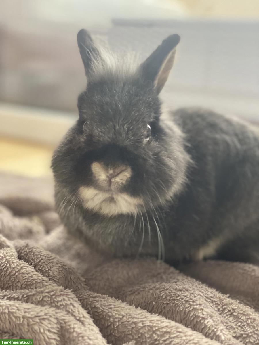 Bild 7: 3 junge Zwergkaninchen-Brüder suchen neues Zuhause