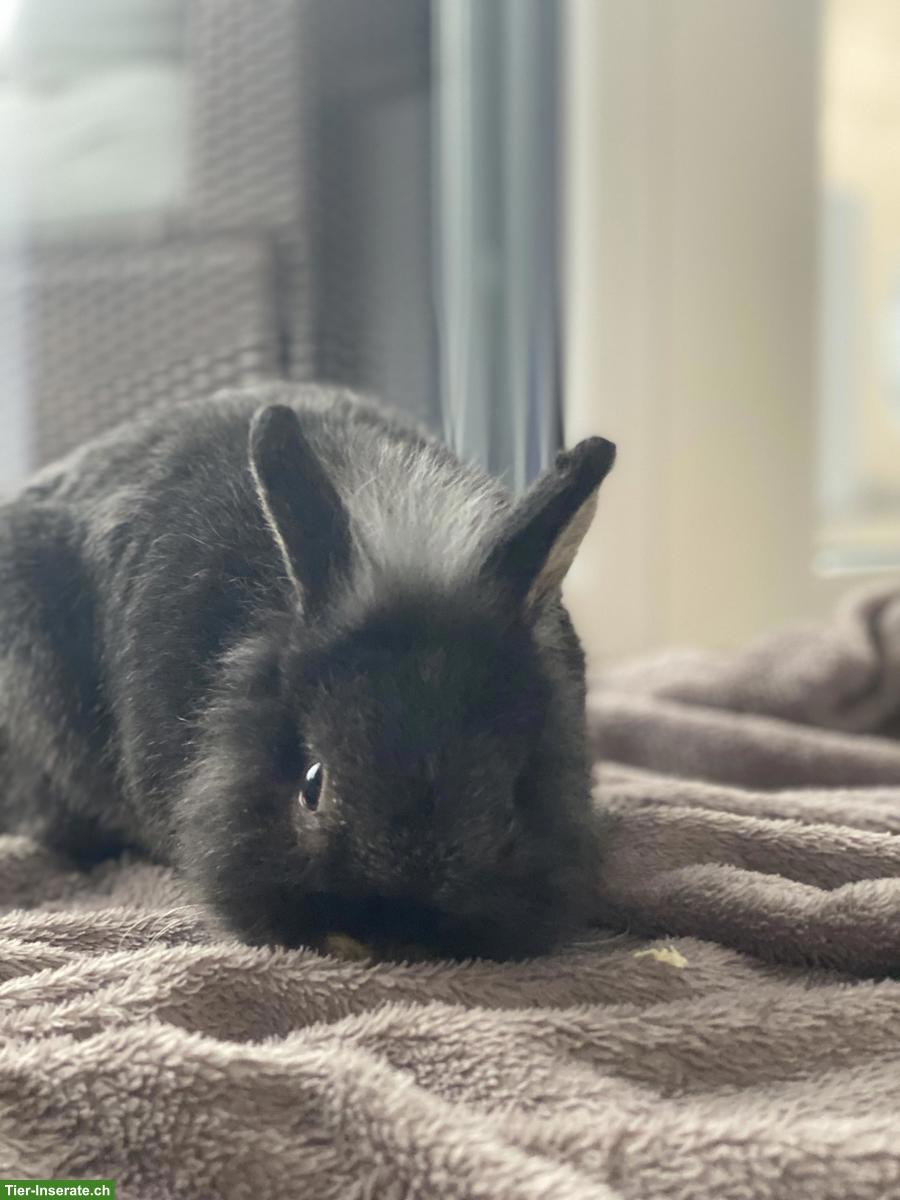 Bild 8: 3 junge Zwergkaninchen-Brüder suchen neues Zuhause