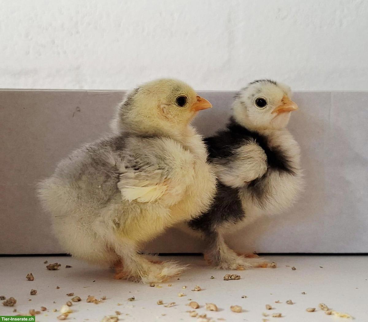 Zwerg-Cochin Küken, silbergrau