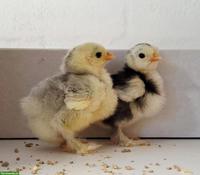 Zwerg-Cochin Küken, silbergrau