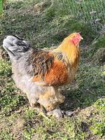Junger Brahma-Hahn gratis abzugeben