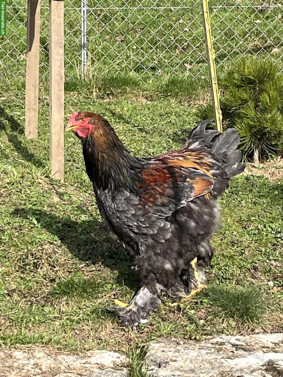 Bild 2: Junger Brahma-Hahn gratis abzugeben
