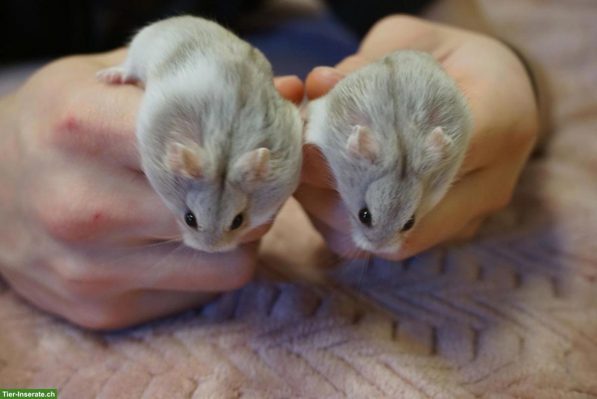 🐹 Campbell Zwerghamster gesucht❤️