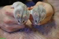 🐹 Campbell Zwerghamster gesucht❤️