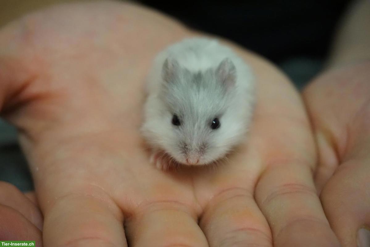 Bild 2: 🐹 Campbell Zwerghamster gesucht❤️