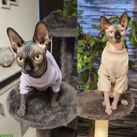 2 Sphynx Katzen Geschwister, weiblich und männlich