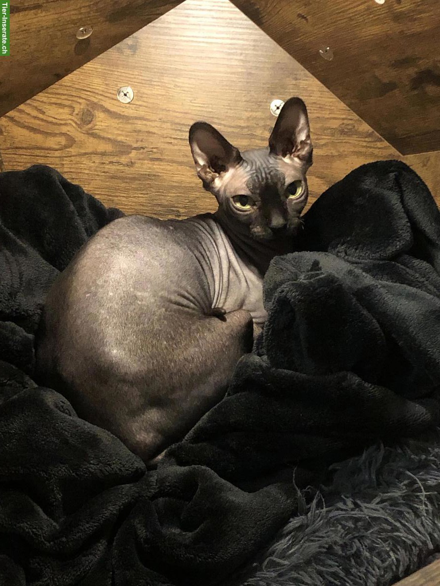 Bild 2: 2 Sphynx Katzen Geschwister, weiblich und männlich