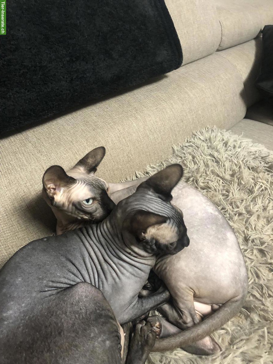 Bild 3: 2 Sphynx Katzen Geschwister, weiblich und männlich