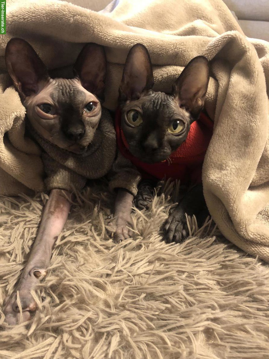 Bild 5: 2 Sphynx Katzen Geschwister, weiblich und männlich