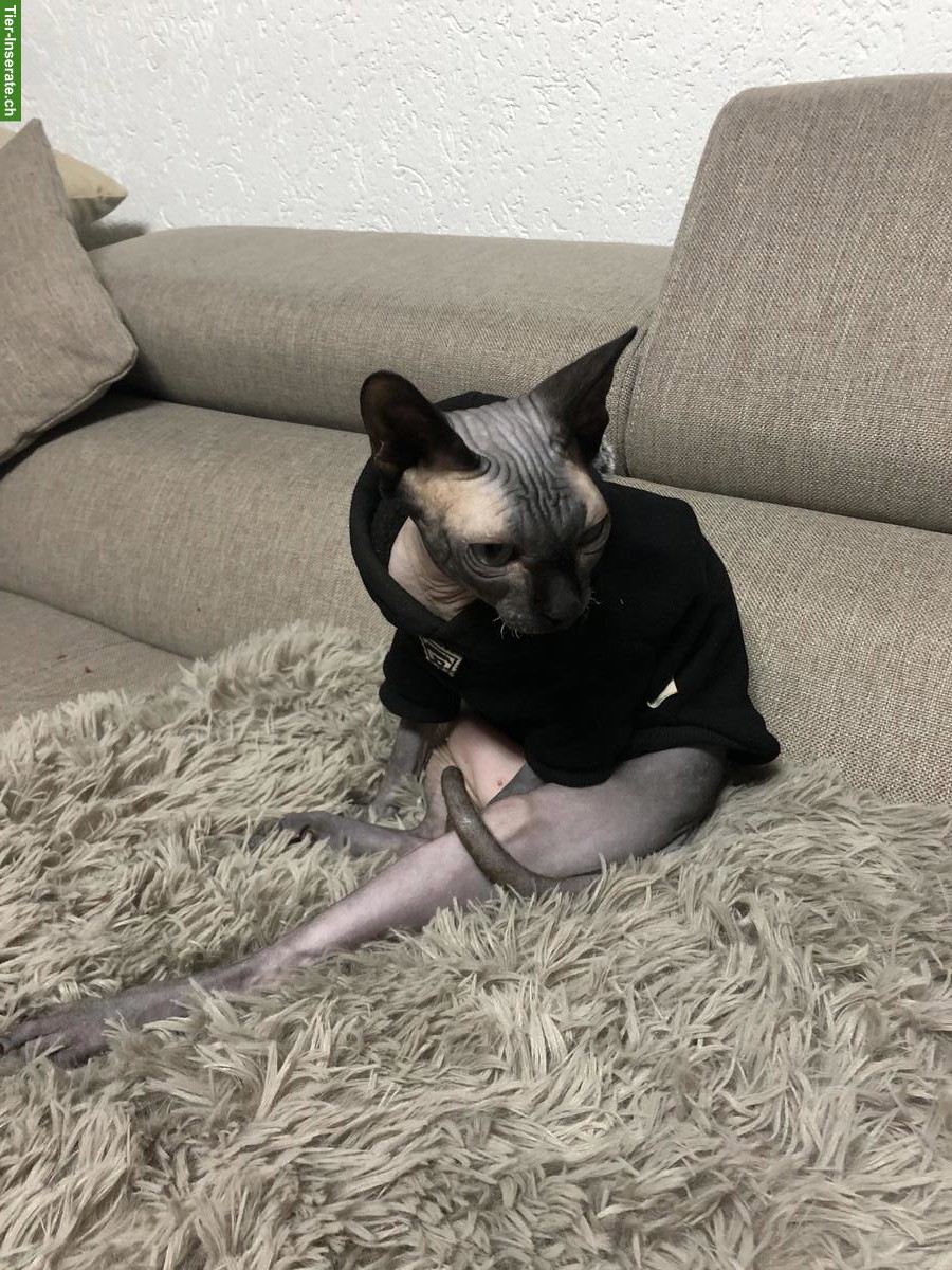Bild 6: 2 Sphynx Katzen Geschwister, weiblich und männlich